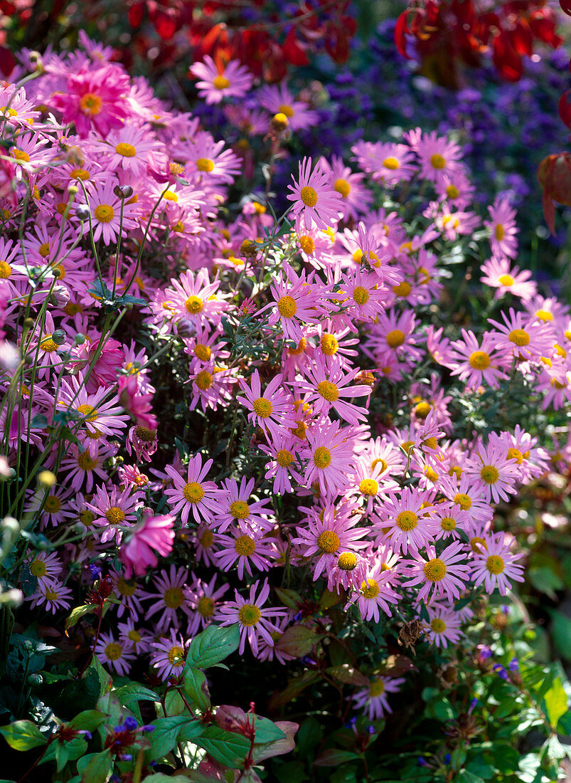 Chrysanthemum rubellum 'Clara Curtis' (Chrysantheme)