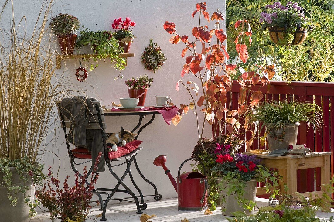 Autumn balcony with Viburnum (Snowball), Spartina (Golden Bar Grass)