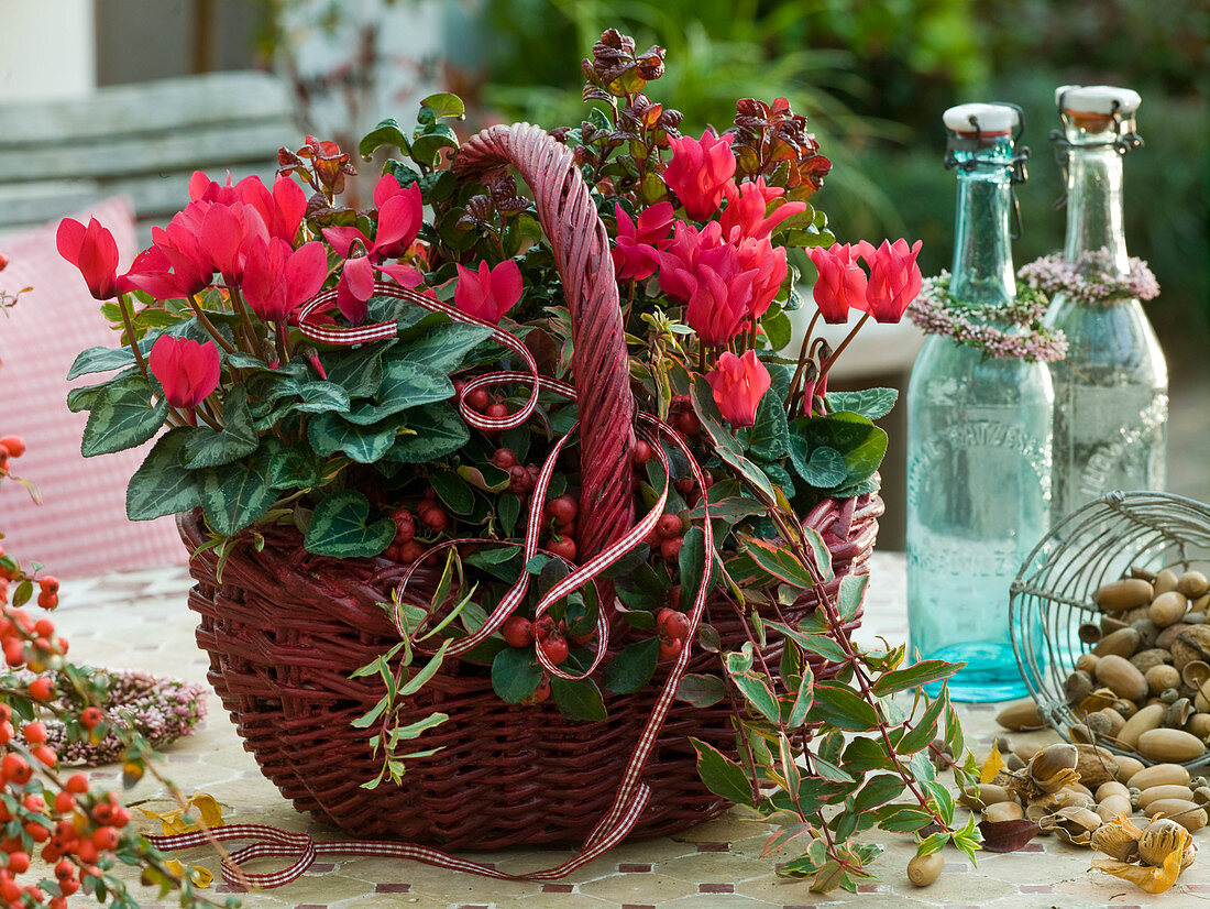 Cyclamen (Alpenveilchen), Gaultheria (Scheinbeere), Hypericum