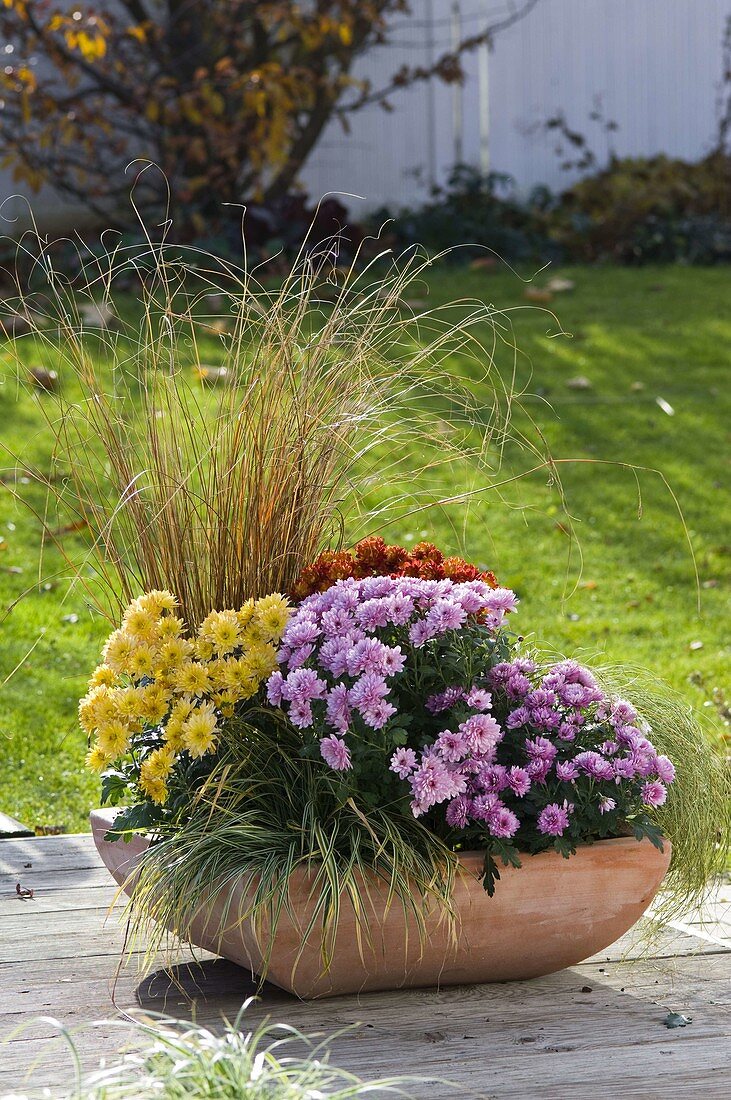 Chrysanthemum (Herbstchrysanthemen), Carex in Terrakottaschale