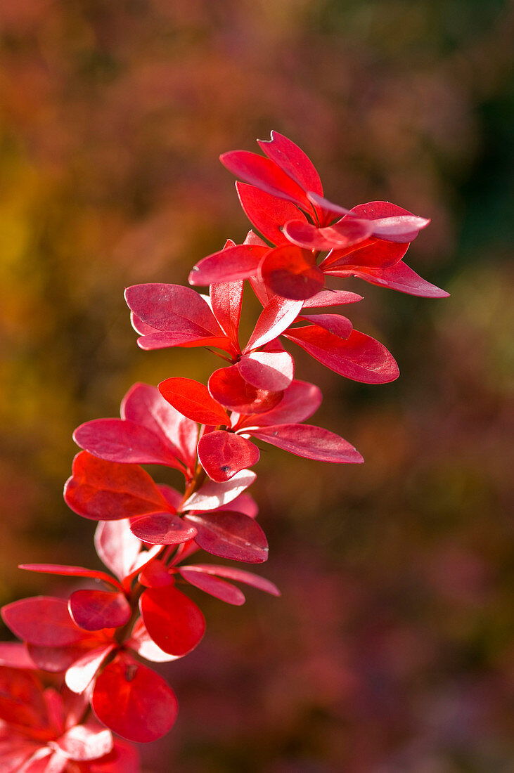 Berberis thunbergii 'Atropurpurea' (Barberry) in autumn colours