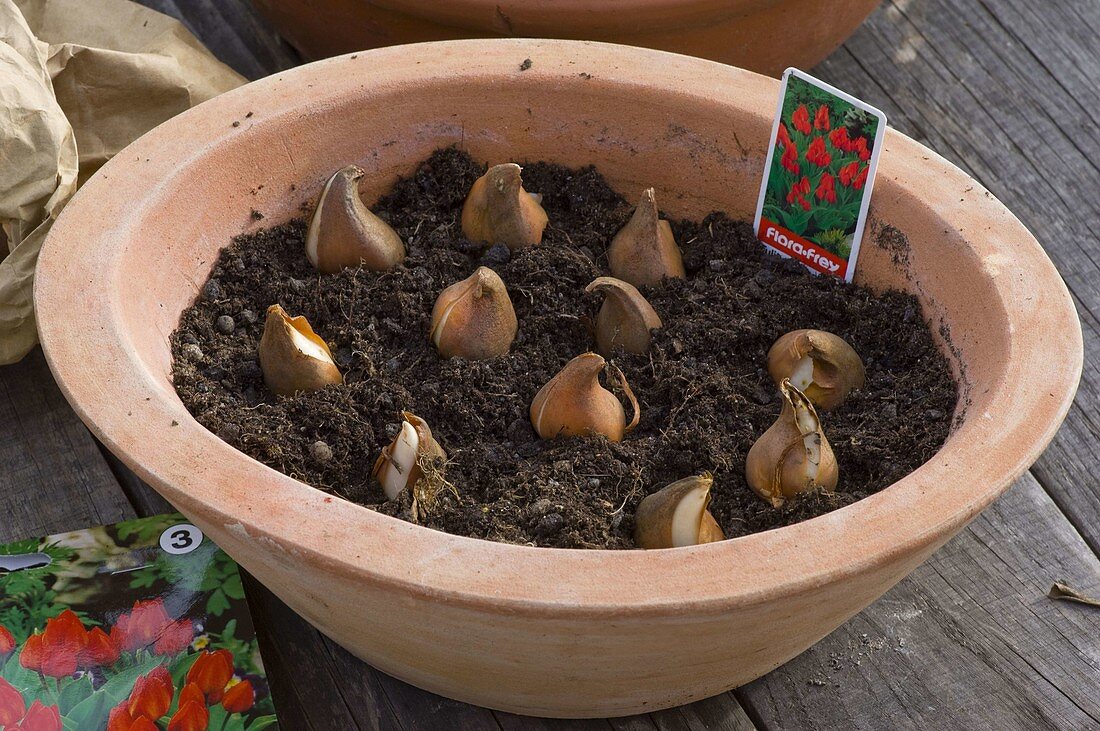 Frühlingszwiebeln im Herbst in Töpfe legen