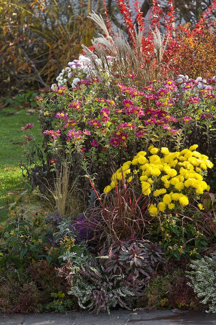 Chrysanthemum indicum 'Oury' Novembe Sun (Autumn Chrysanthemum)