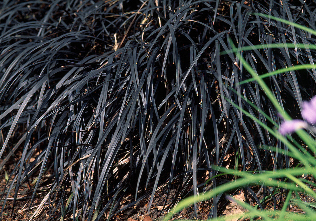 Ophiopogon planiscapus 'Nigrescens'