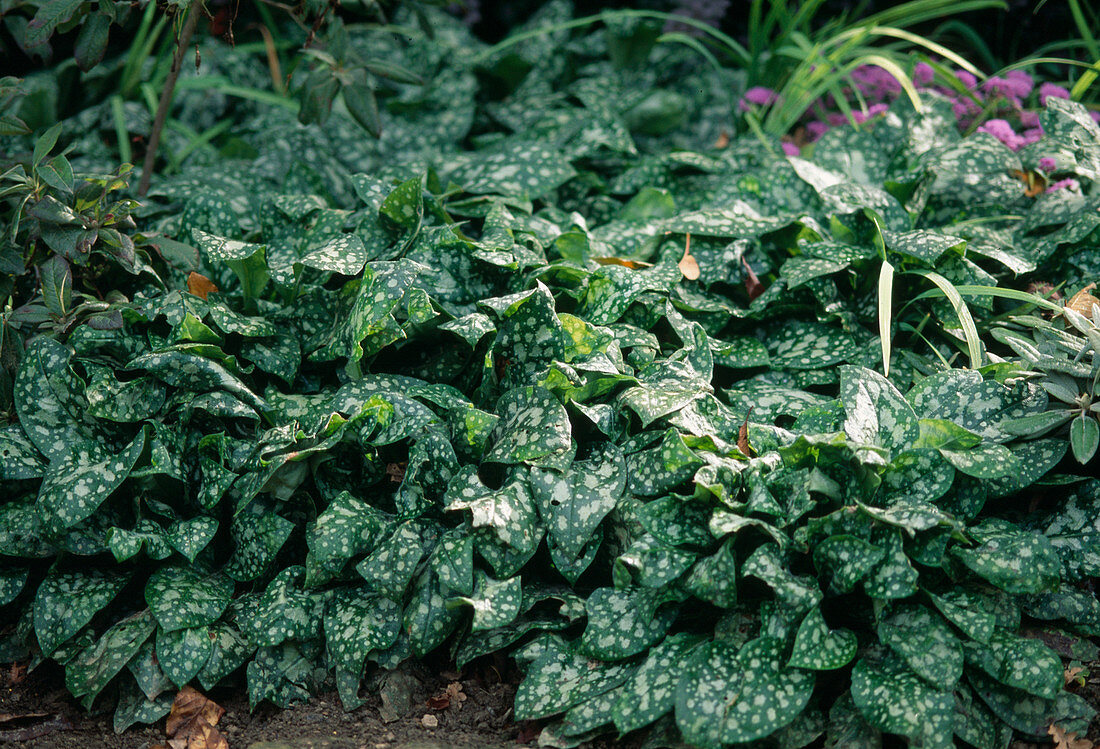 Pulmonaria (Lungenkraut)