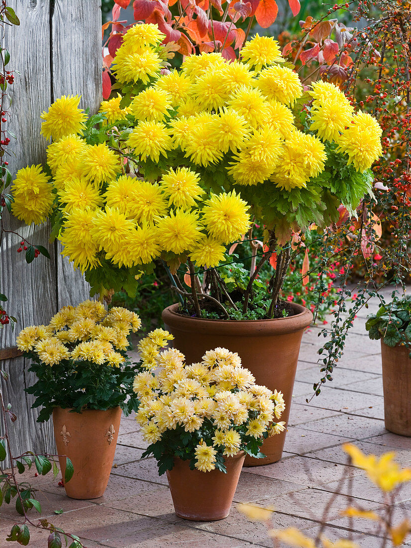 Chrysanthemum indicum (Herbstchrysanthemen) in Tontöpfen