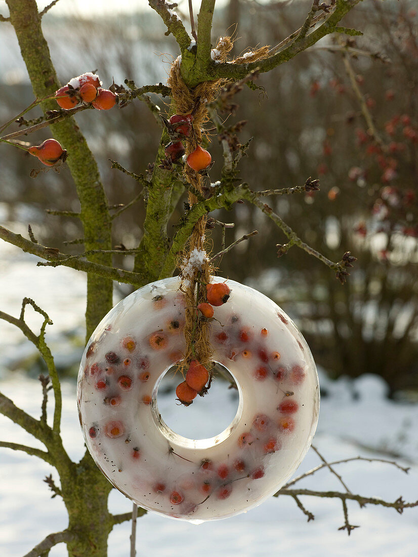 Homemade winter decoration: Pink (rose hips) frozen in an ice ring