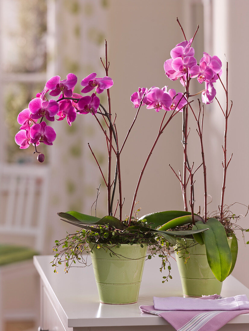 Phalaenopsis (Malay flower, butterfly orchid)