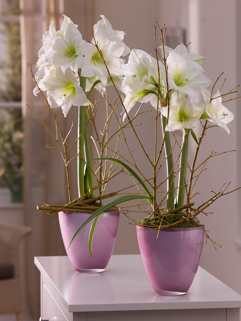 Hippeastrum 'Denver' (Amaryllis) in purple glass vase