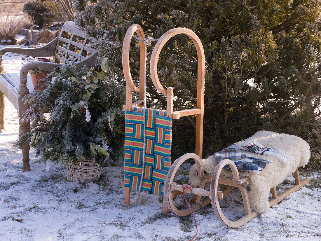 Sleigh and wooden bench in front of Pinus (pine) in snowy garden