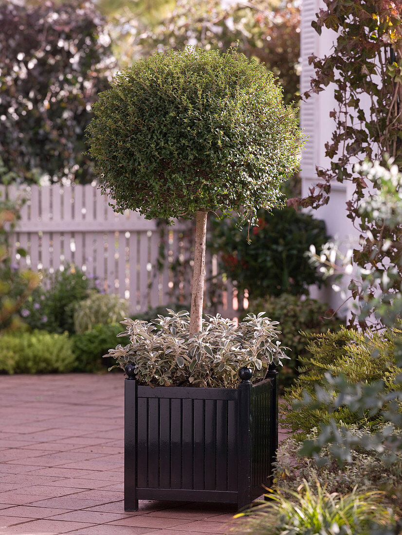 Ligustrum (Ligusterstämmchen) unterpflanzt mit Brachyglottis