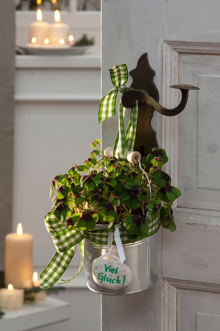 Oxalis deppei 'Iron Cross' (lucky clover) in metal bucket