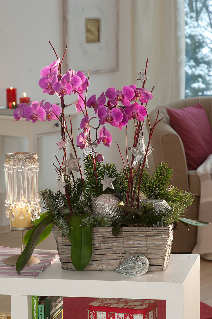 Phalaenopsis (Malay flower) in glass with deadwood