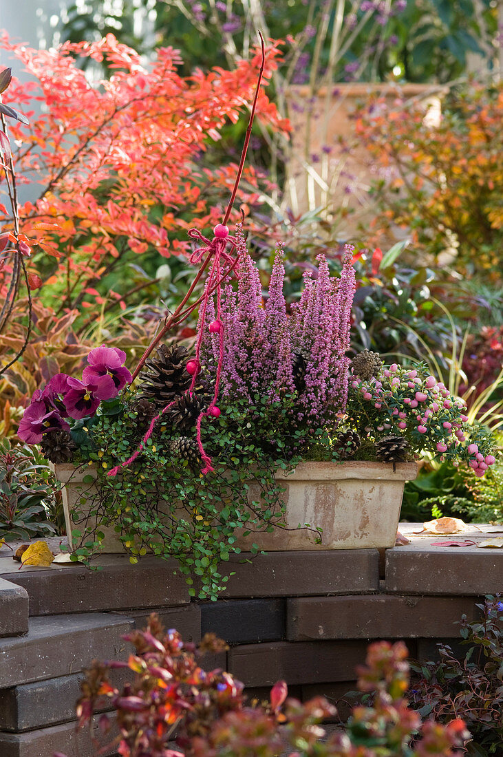 Terracotta box with Erica gracilis 'Beauty Queen Silvia' (potted heather)