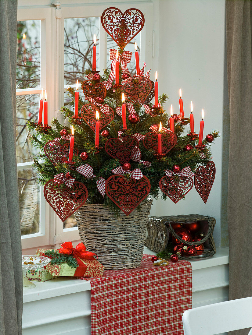 Picea pungens (Spruce) as a living Christmas tree