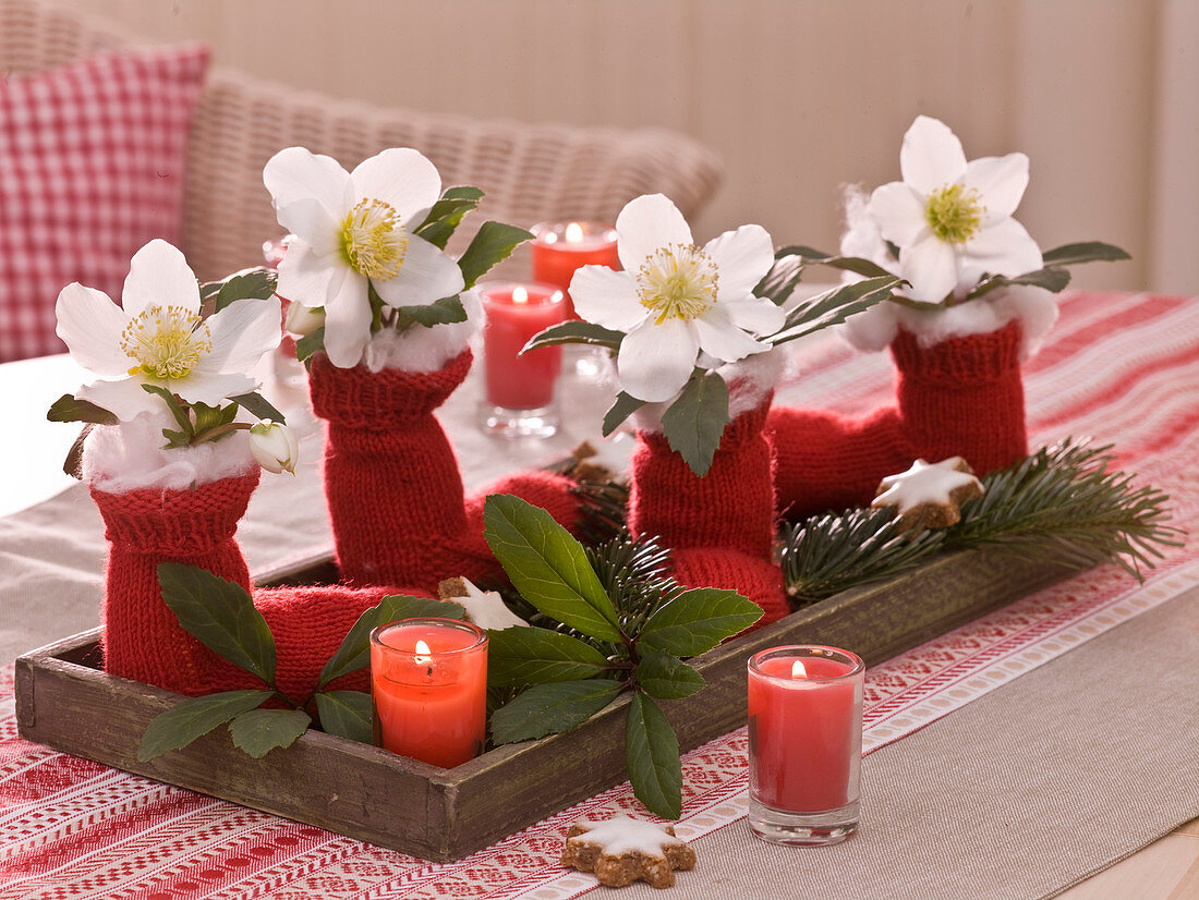 Christmas table decoration with Helleborus (Christmas roses)