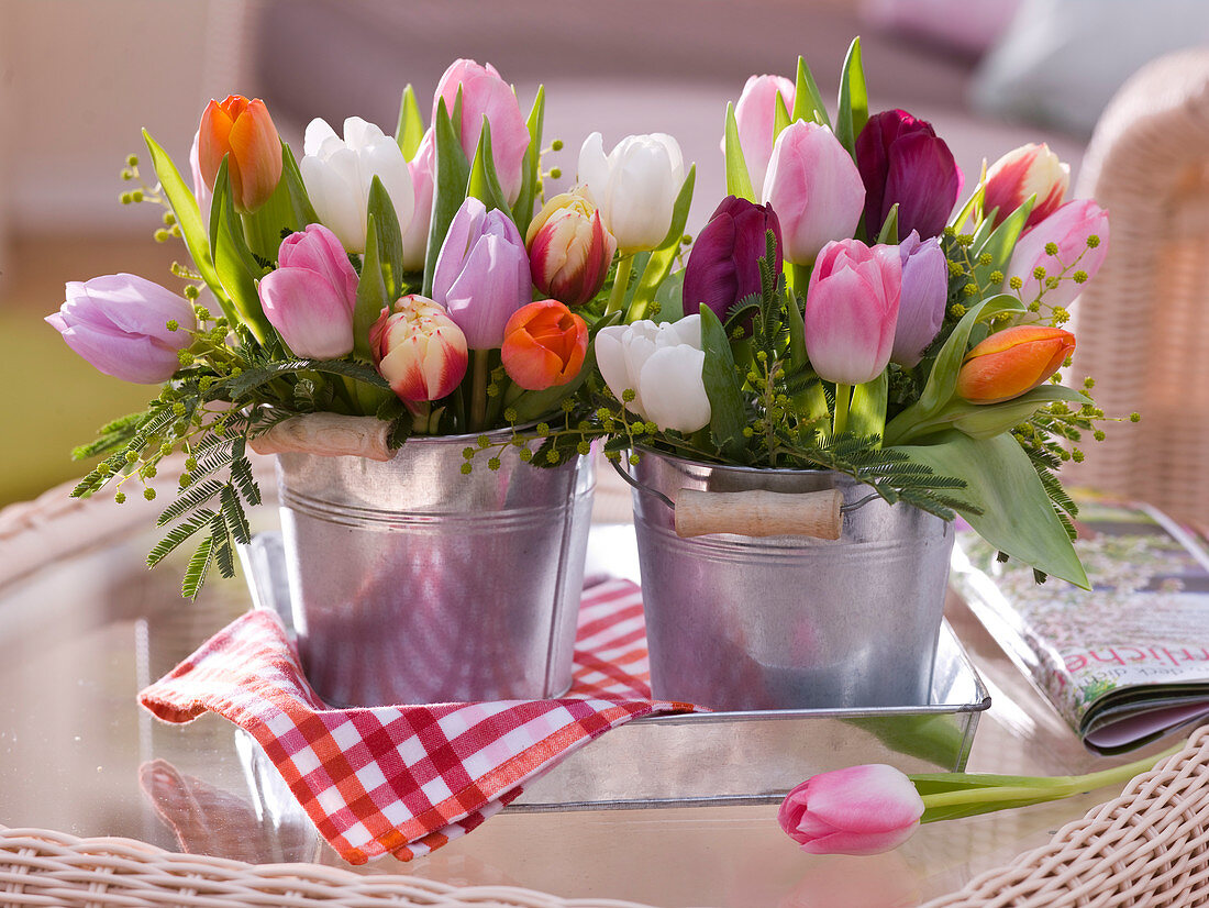 Tulipa (Tulpen) und Acacia (Mimosen) in Blech - Eimerchen