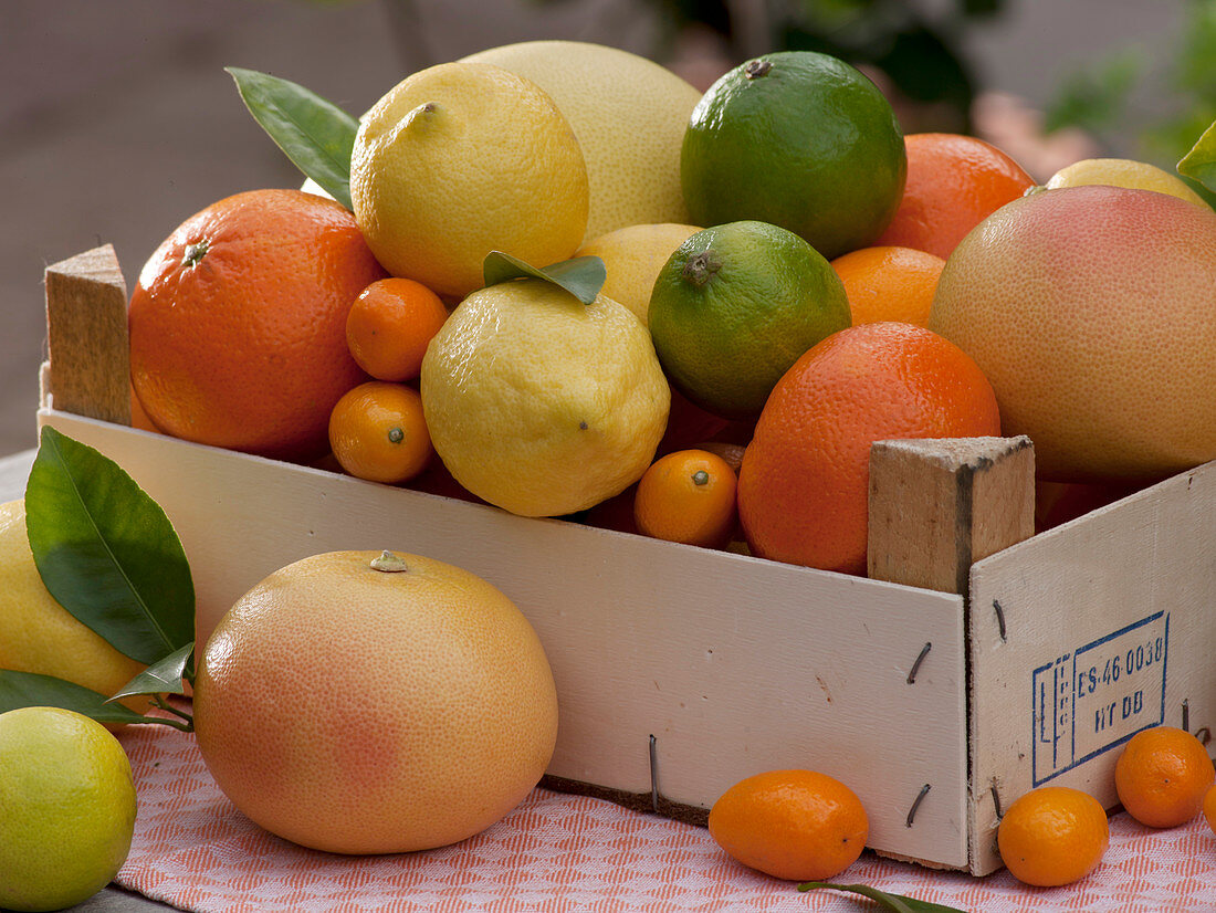 Citrus fruits in a fruit tree