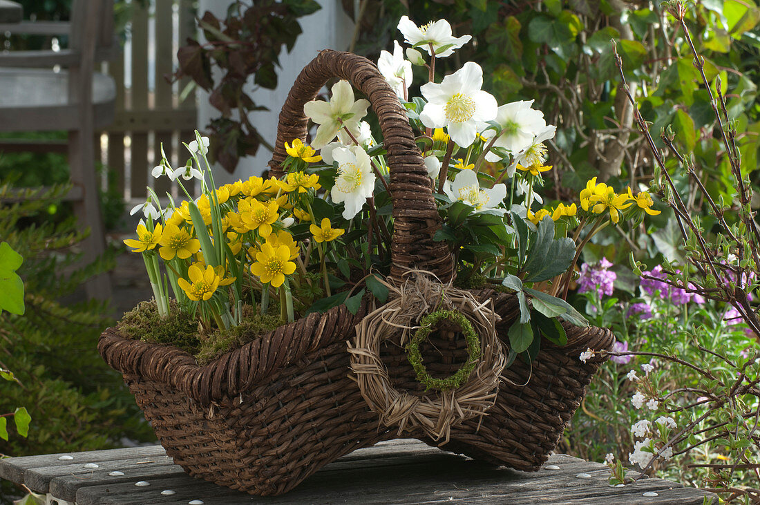 Plant early spring basket