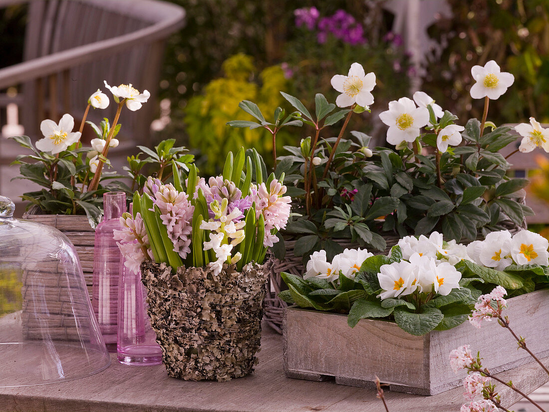 Strauß aus Hyacinthus (Hyazinthen) in mit Flechten umwickelter Vase