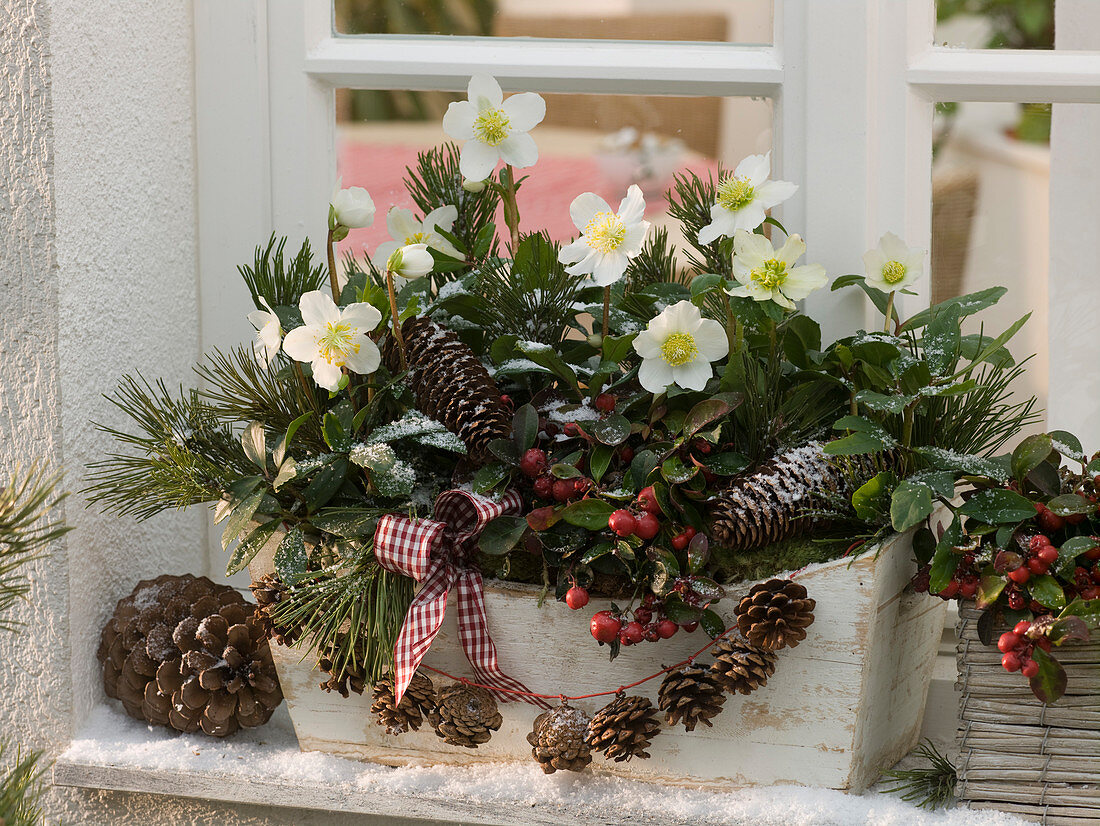 Wooden flower box with Helleborus niger, Gaultheria