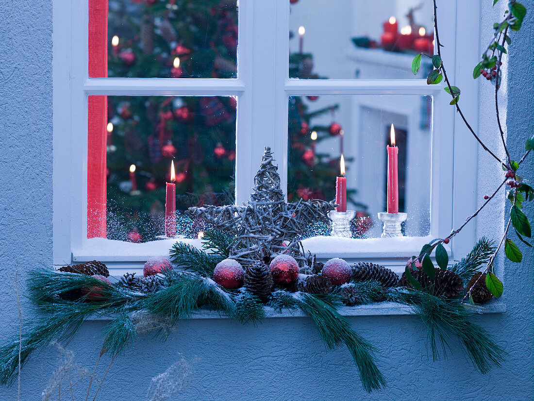 Windowsill decorated with Pinus (silk pine)