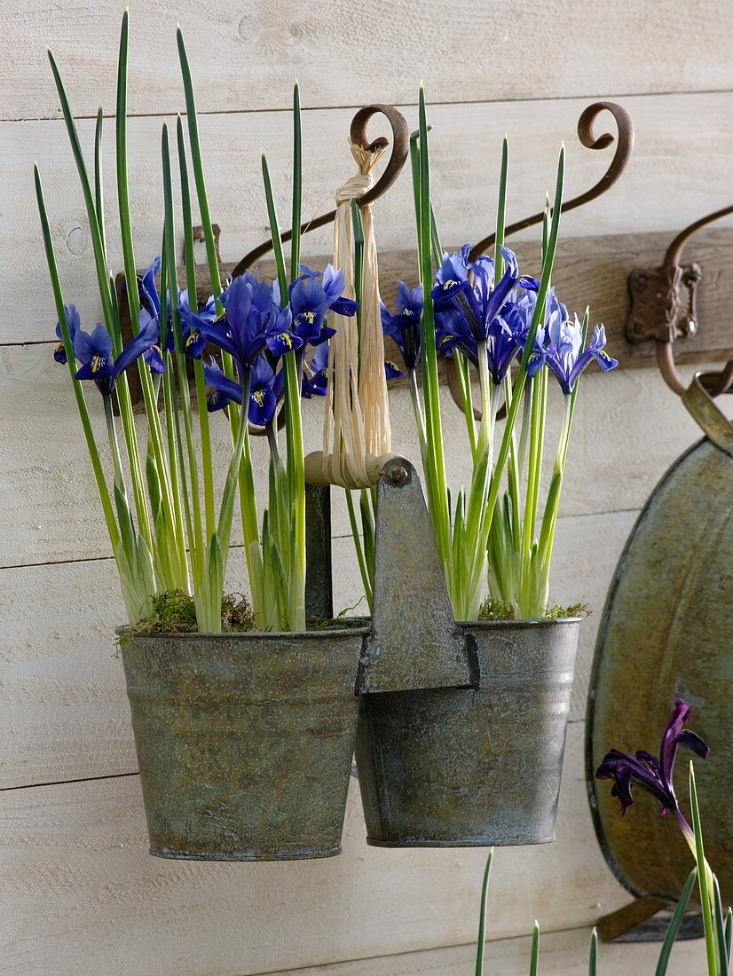Iris reticulata (reticulated iris) in a double metal pot hung on a hook