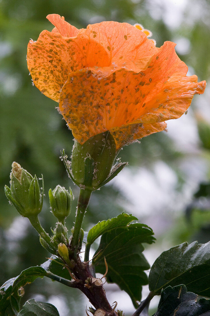 Blattläuse auf Hibiscus (Roseneibisch)