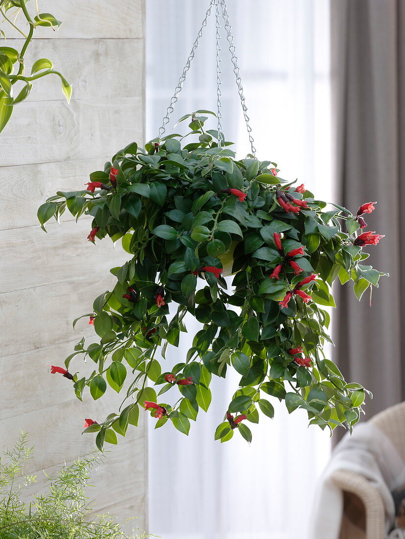 Aeschynanthus 'Mona Lisa' (pubic flower) as a hanging basket plant in the room