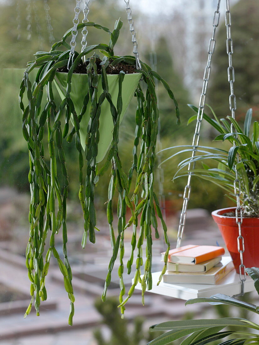 Rhipsalis paradoxa (Rutenkaktus) hanging in the window