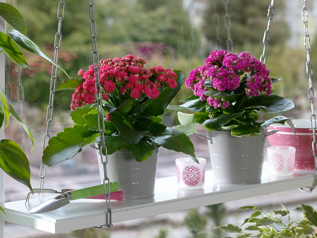 Kalanchoe Calandiva (double flaming chickweed)