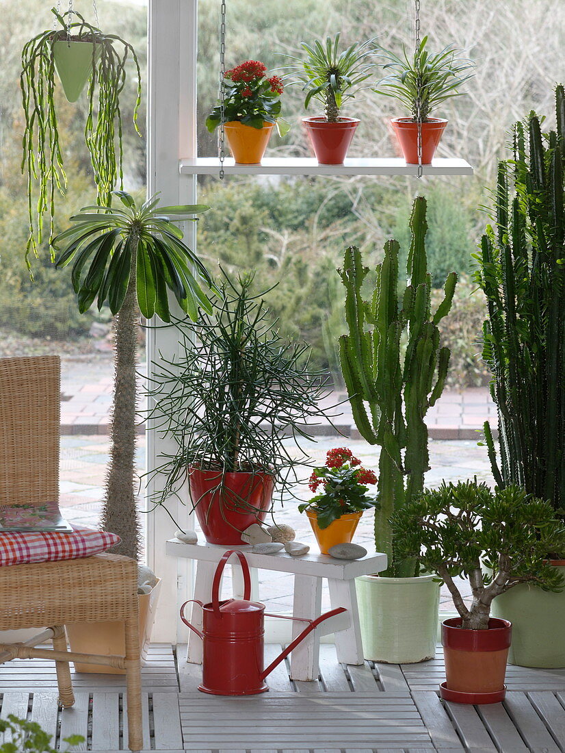 Succulents in the conservatory