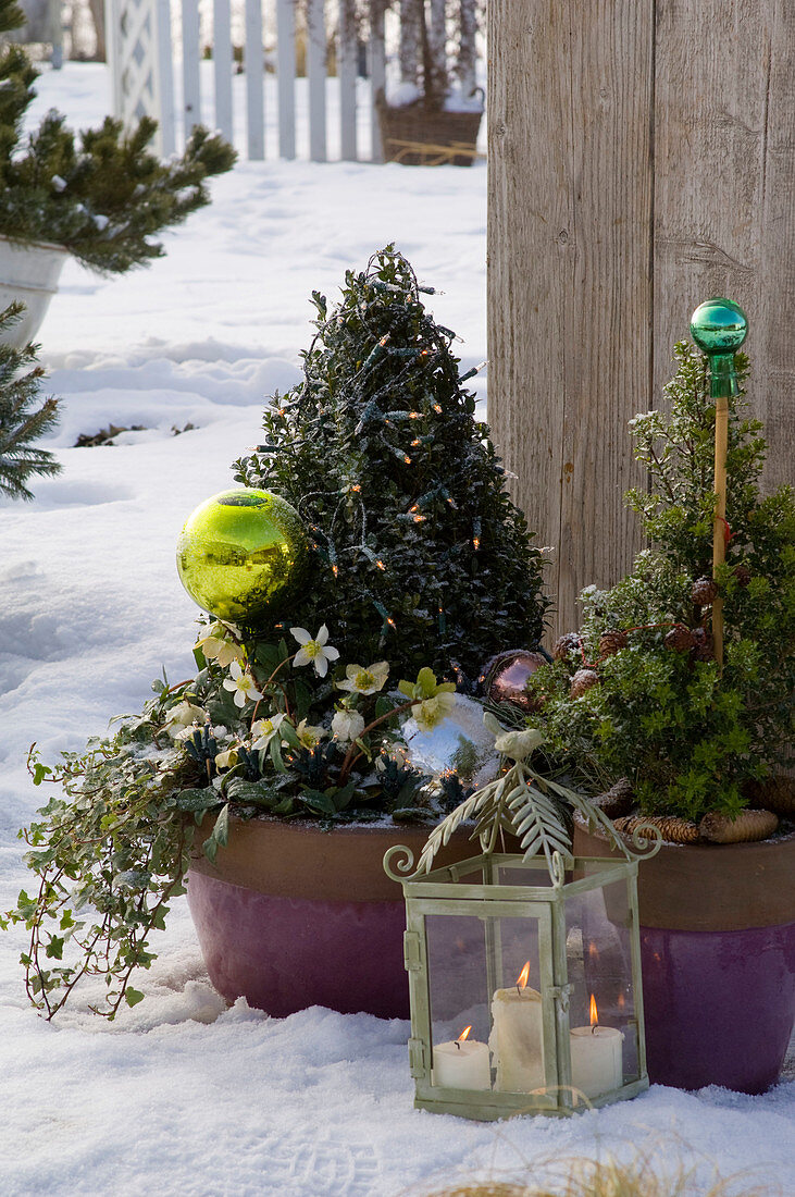 Buxus (Box Pyramid) with fairy lights, Helleborus niger