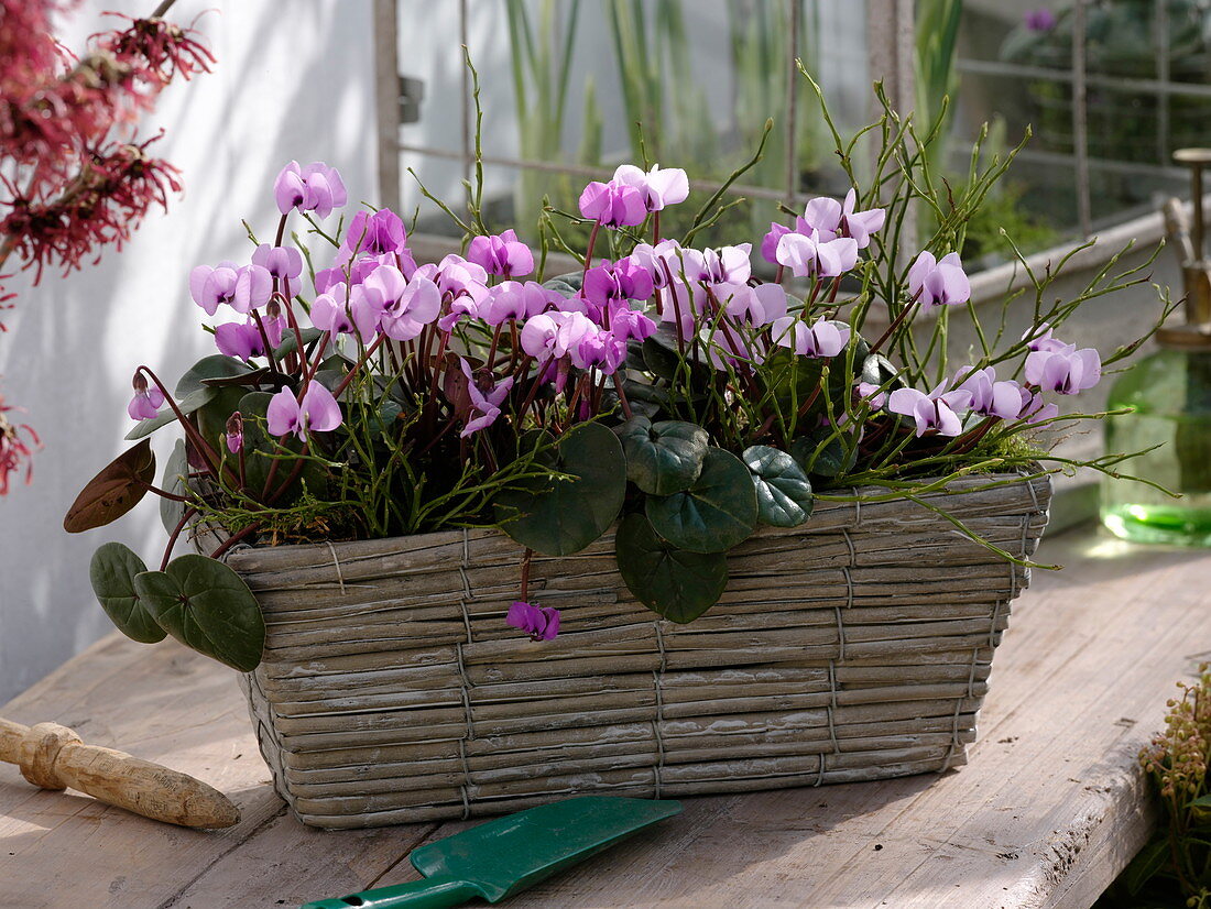 Cyclamen coum (spring alpine violet) in a basket jardiniere