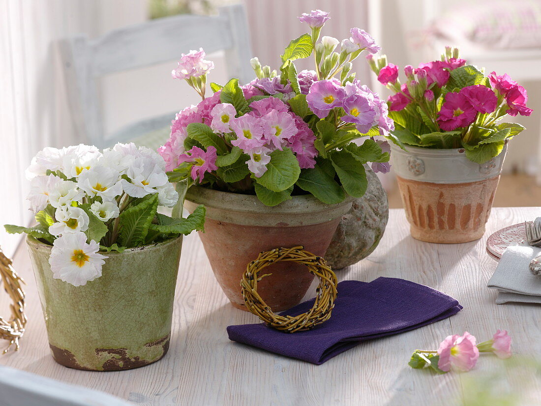 Primula acaulis (spring primroses), small wreath of Salix (weeping willow)