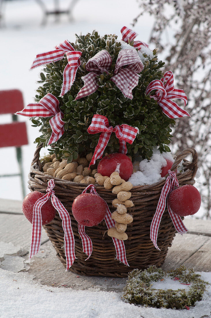 Frosted Buxus (box) with waxed malus (apples)