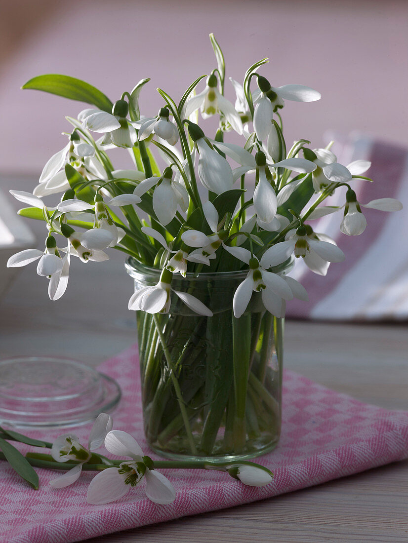 Small bouquet of Galanthus nivalis (snowdrops)