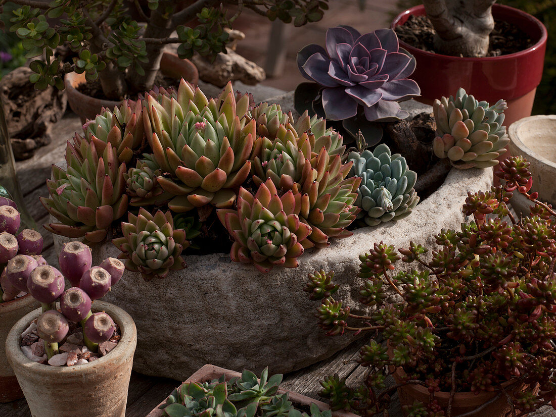 Echeveria (Echeveria), Crassula (Money tree), Sedum (Stonecrop)