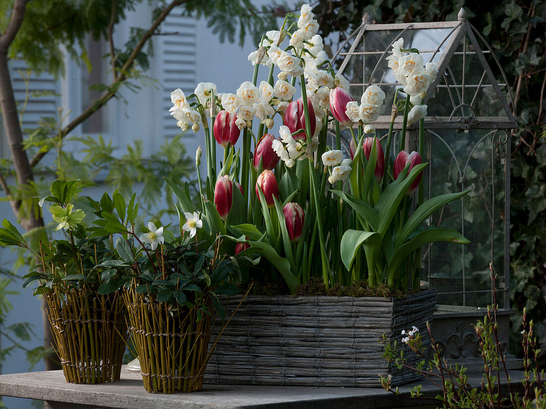 Narcissus 'Bridal Crown' (daffodils), Tulipa 'Leen van der Mark' (tulip)