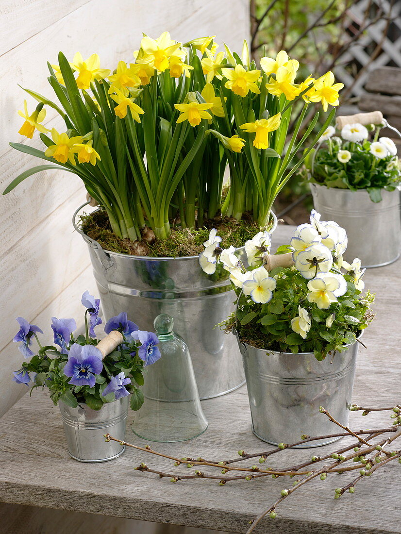 Narcissus 'Tete-a-Tete' (daffodils), Viola Wittrockiana (pansies)