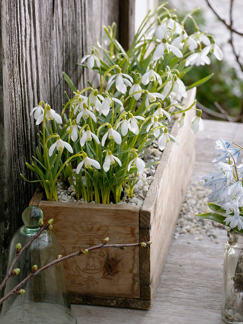 Galanthus nivalis (Schneeglöckchen) in kleiner Holzkiste