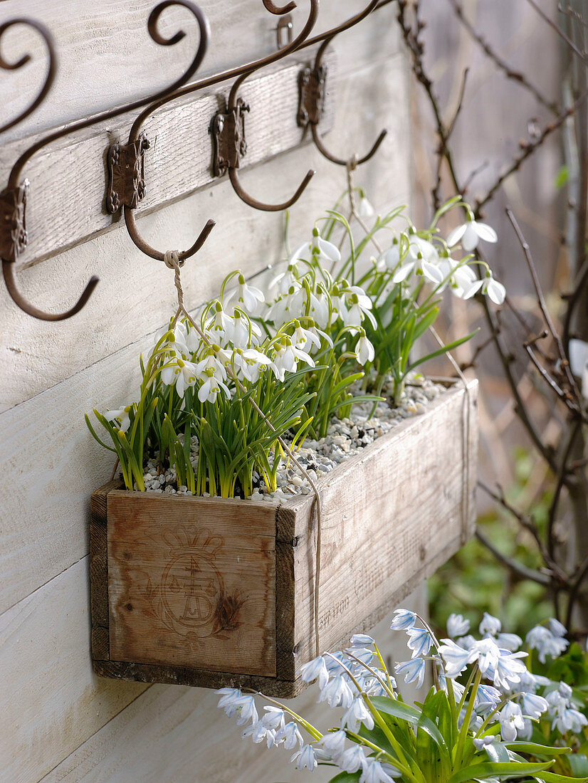 Galanthus nivalis (Schneeglöckchen) in kleiner Holzkiste