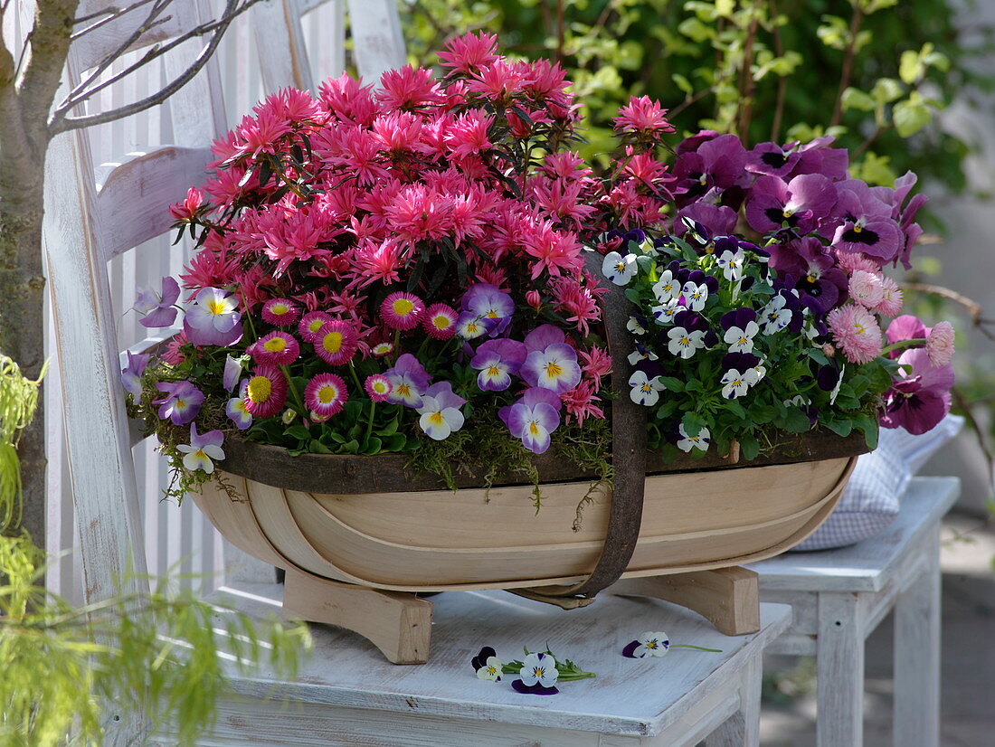 Rhododendron simsii 'Kinku Saku' (indoor azalea) in a wooden basket, new variety