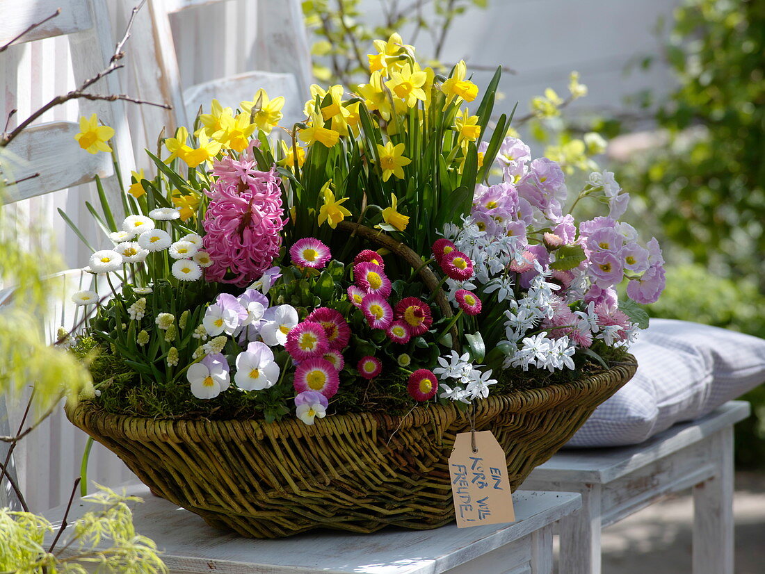 Korb mit Frühlingsblühern : Narcissus 'Tete a Tete' (Narzissen), Bellis