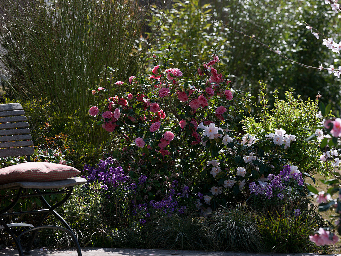 Camellia japonica 'Berenice Boddy' (weiß-rosa), 'Mrs Tingley' (rosa)