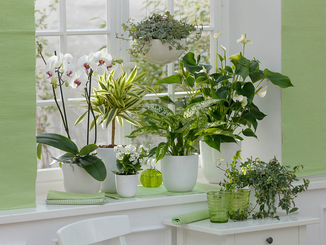 Green-white window design with Phalaenopsis (Malay flower)