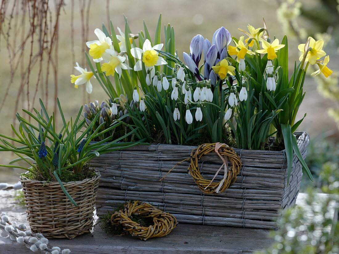 Galanthus, Narcissus 'Topolino', 'Tete a Tete'