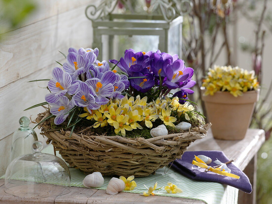 Crocus vernus 'Pickwick' 'Remembrance' , Crocus chrysanthus 'Advance'