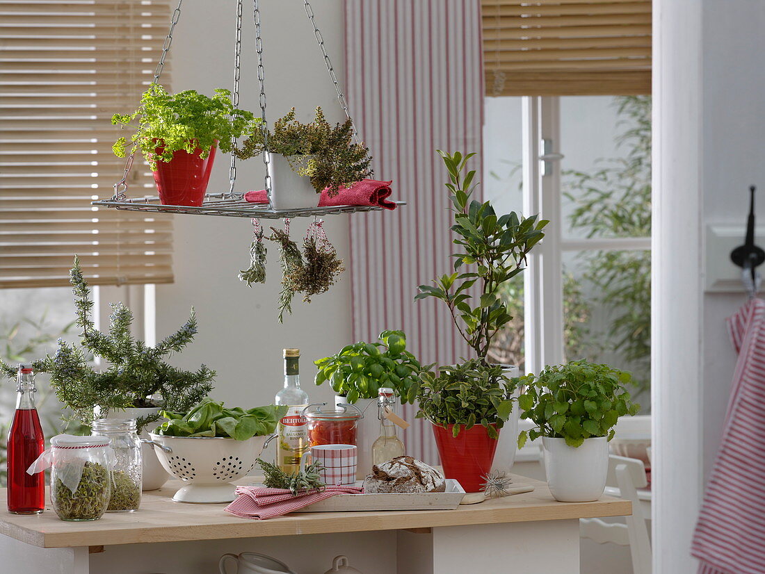 Herbs and sprouts in the kitchen