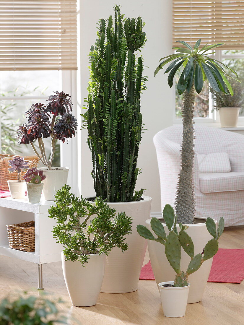 Wohnzimmer mit Euphorbia trigona (Wolfsmilch), Crassula (Geldbaum)